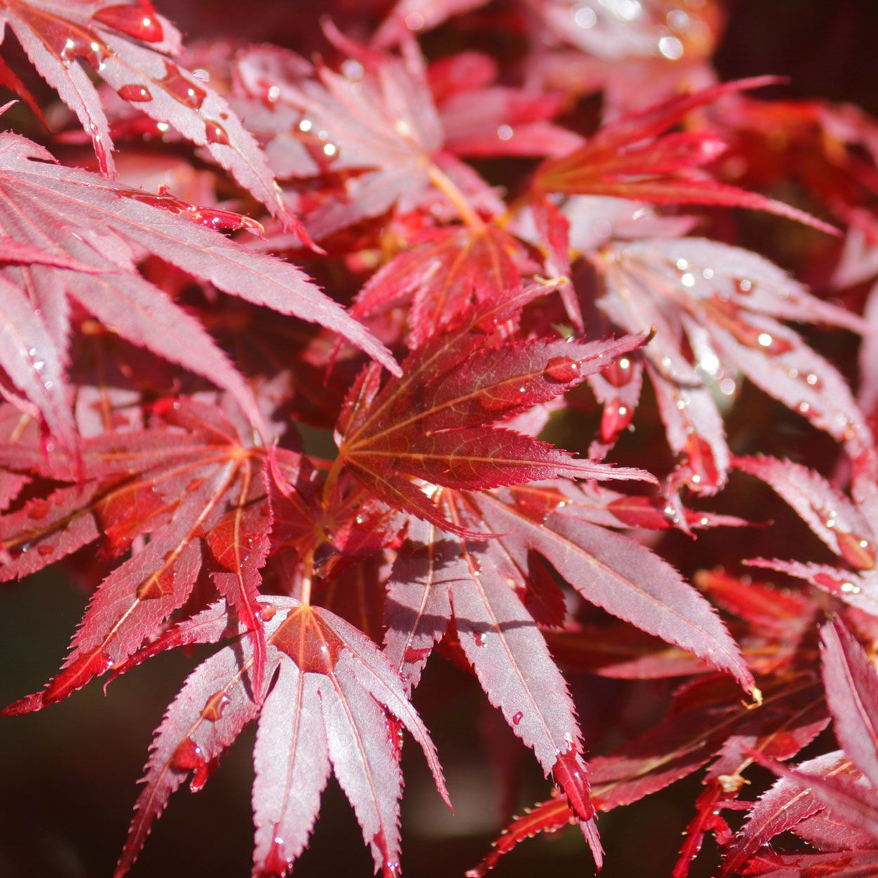 Japanese Maple Irish Grown