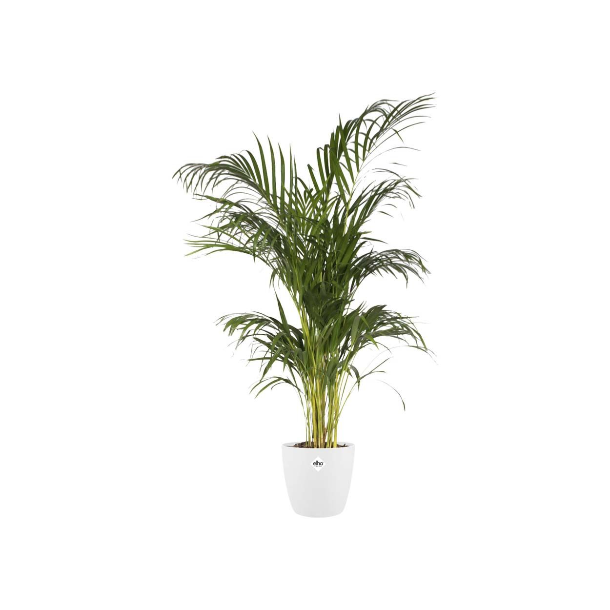 Brussels Round White 30cm