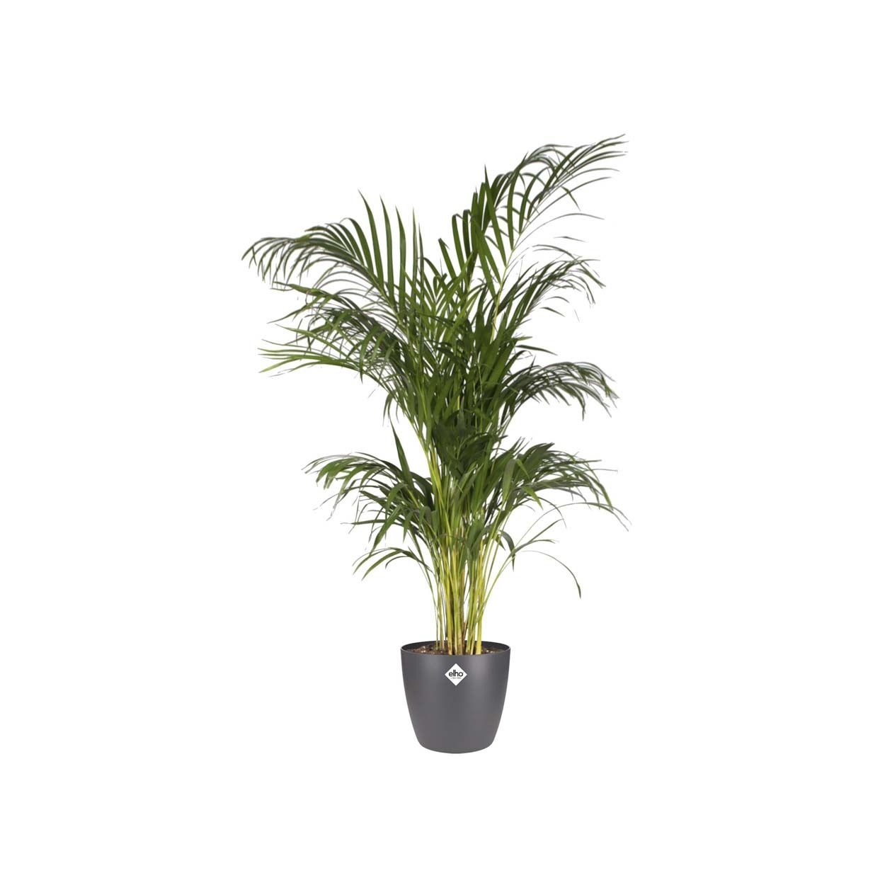 Brussels Round Anthracite 30cm