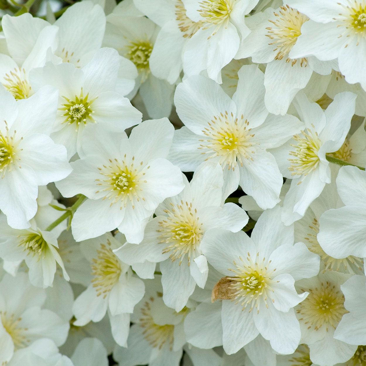Clematis Evergreen 15cm