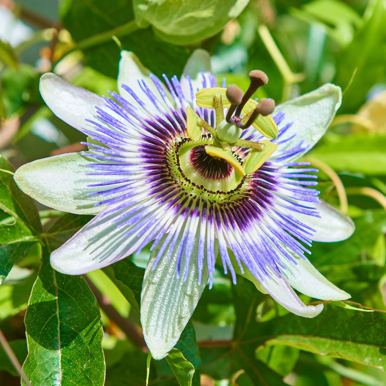 Passiflora Caerulea 15cm