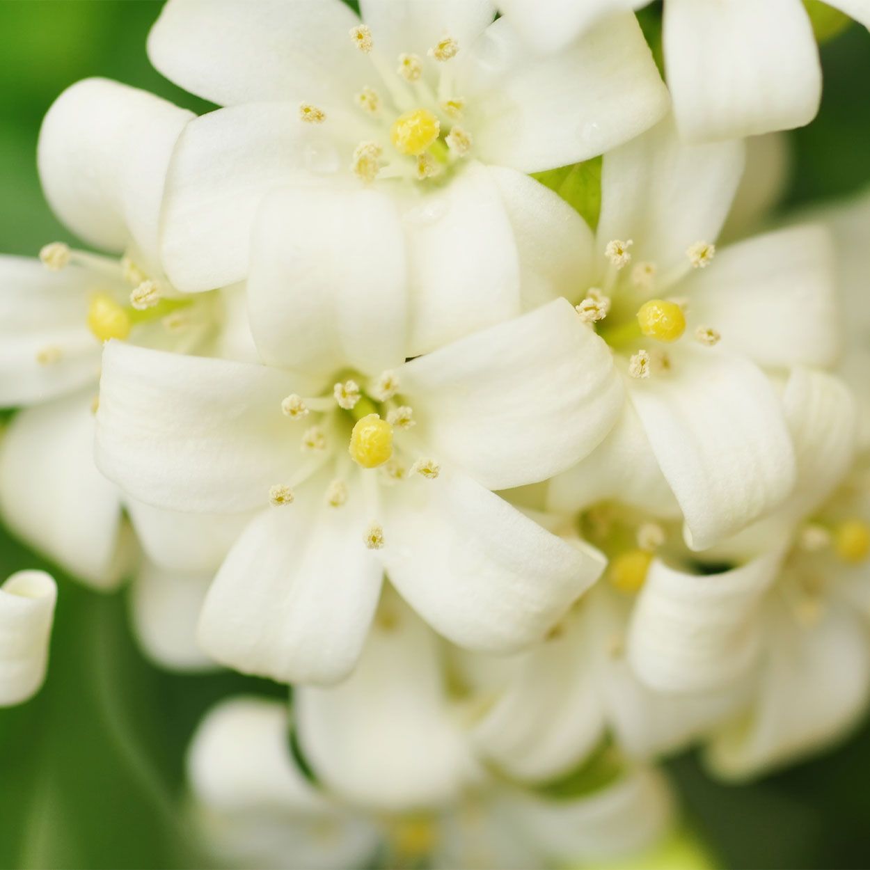 Jasminum 15cm