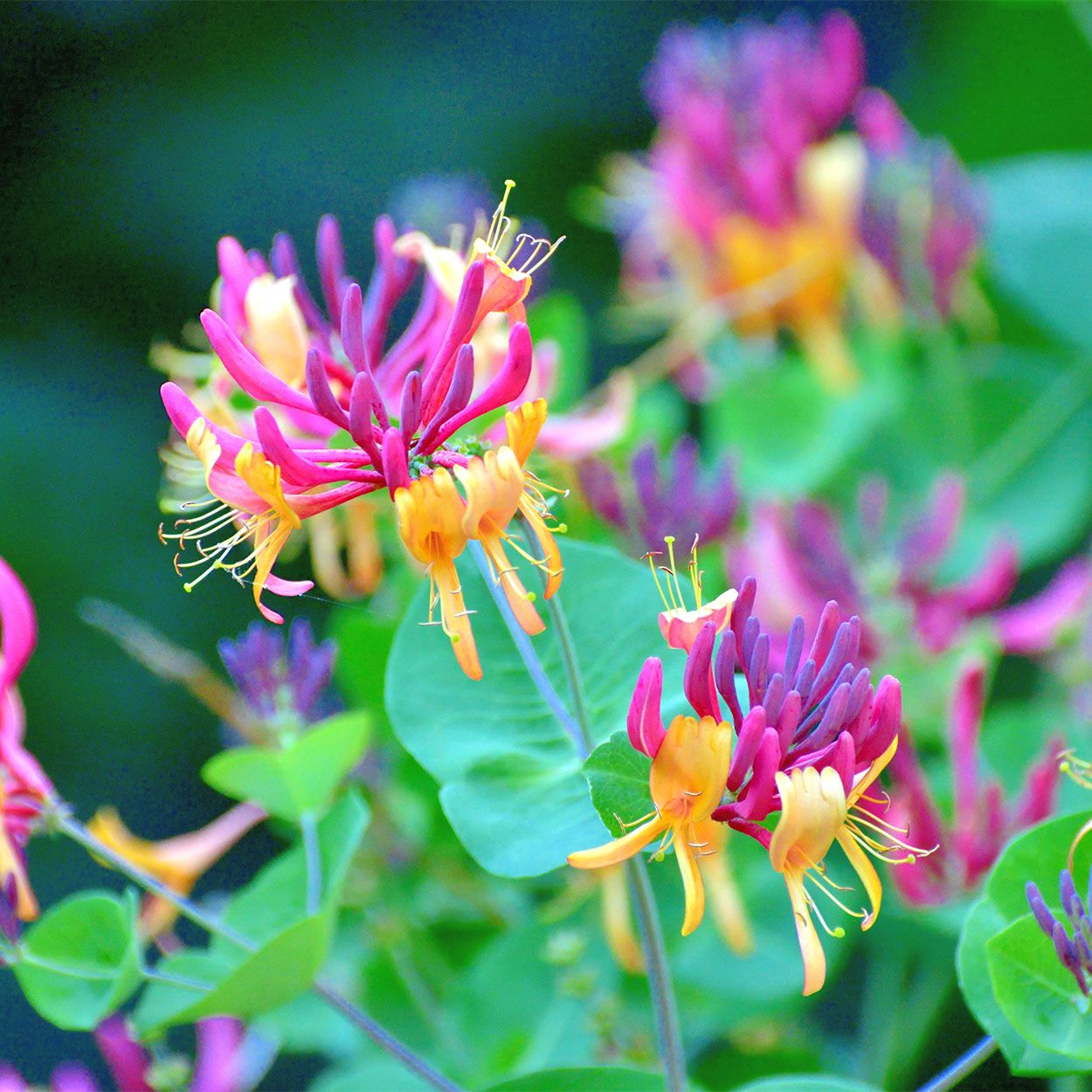 Lonicera Evergreen 15cm