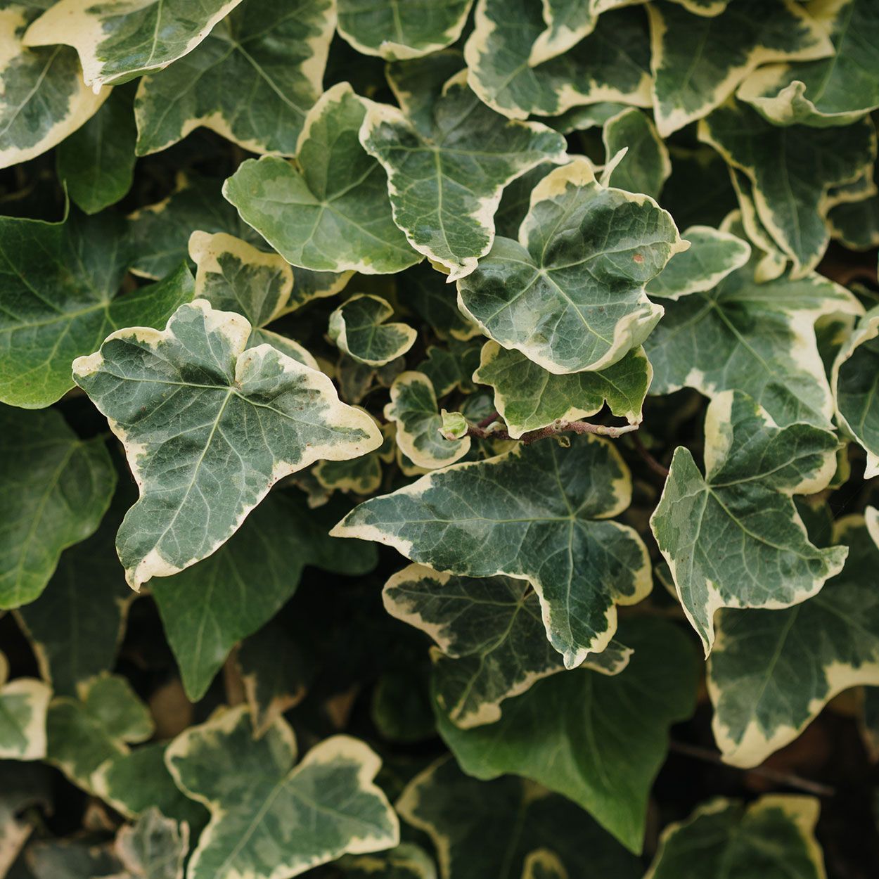 Hedera Helix Gold 15cm