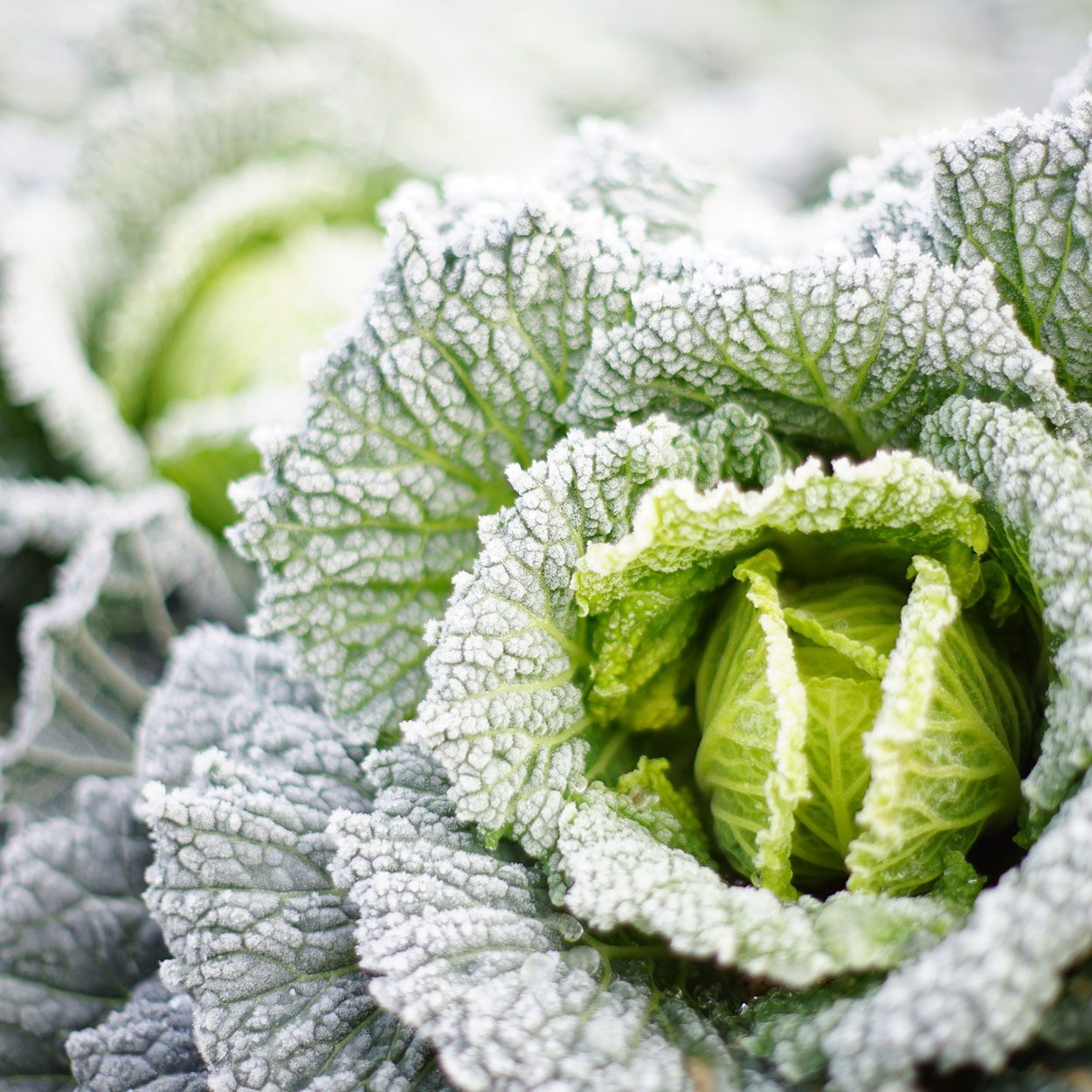 10Pk Winter Cabbage