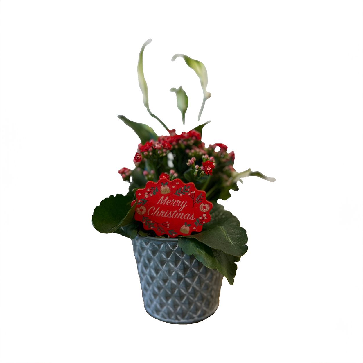 VOGUE PLANTER