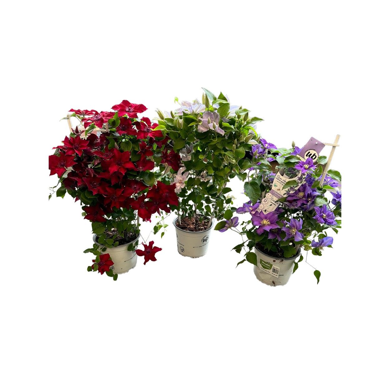 Clematis Evison 19cm