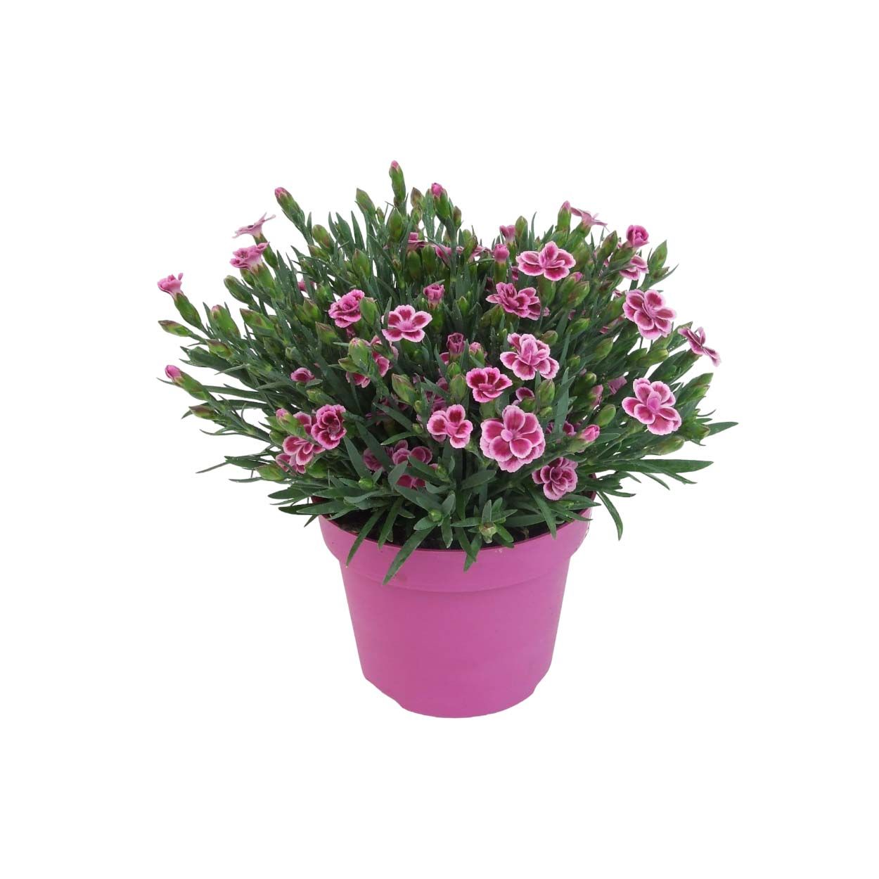 3L Dianthus Pink Kisses