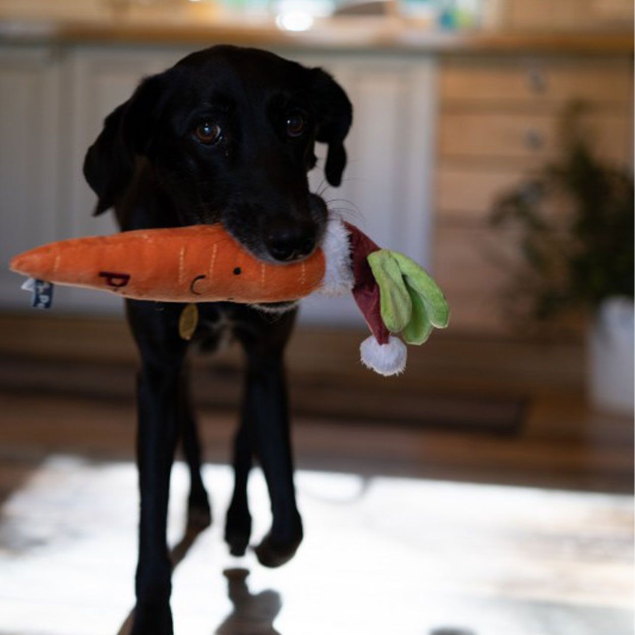 Carrot Christmas Dog Toy