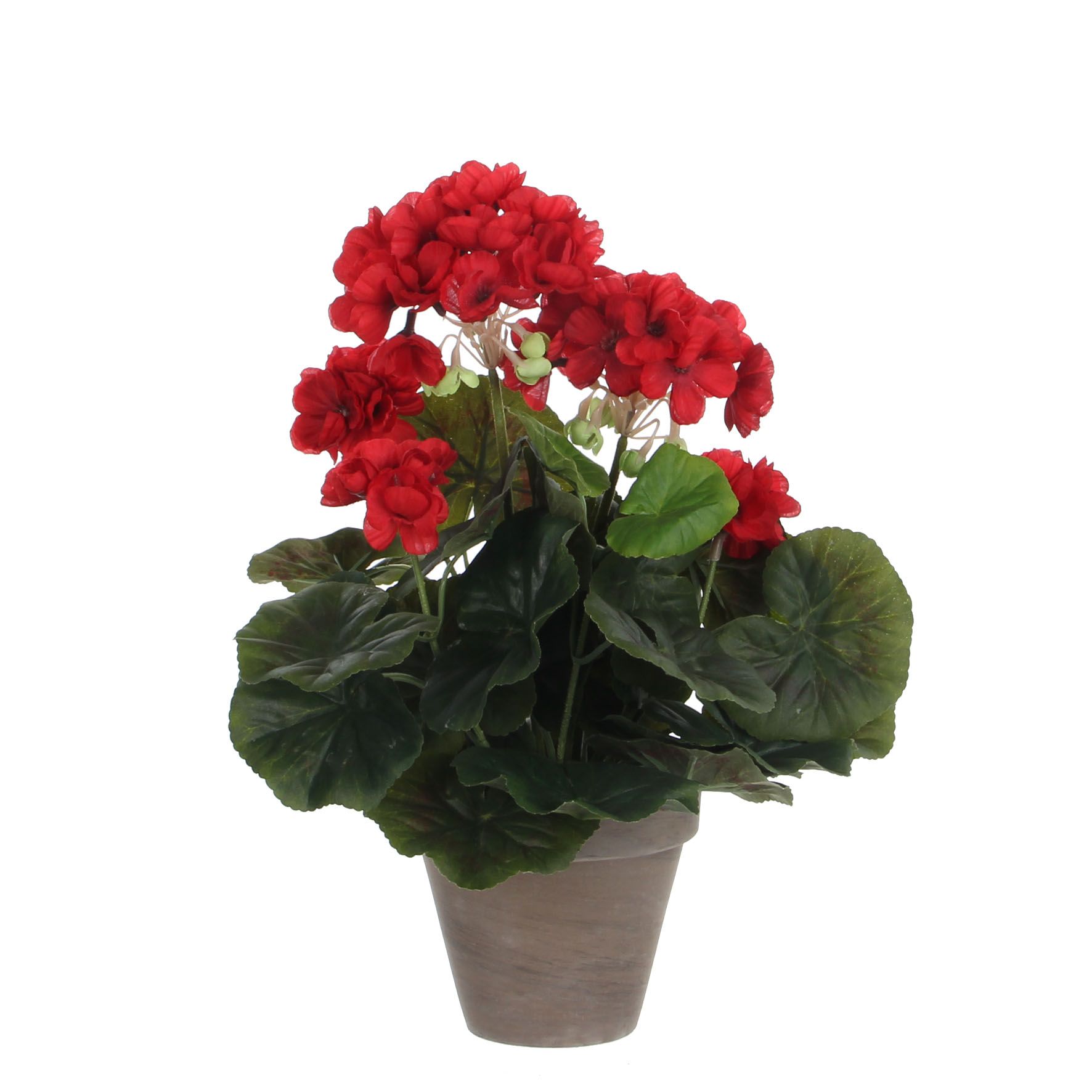 Geranium Red In Pot 34Cm