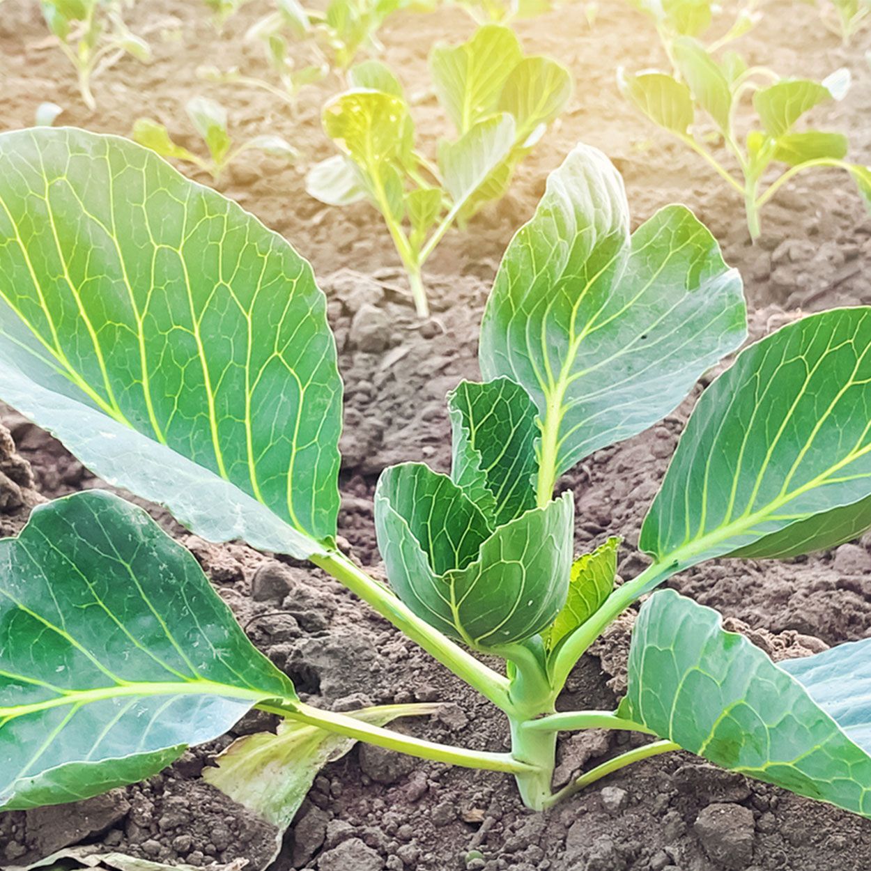 12Pk Cabbage