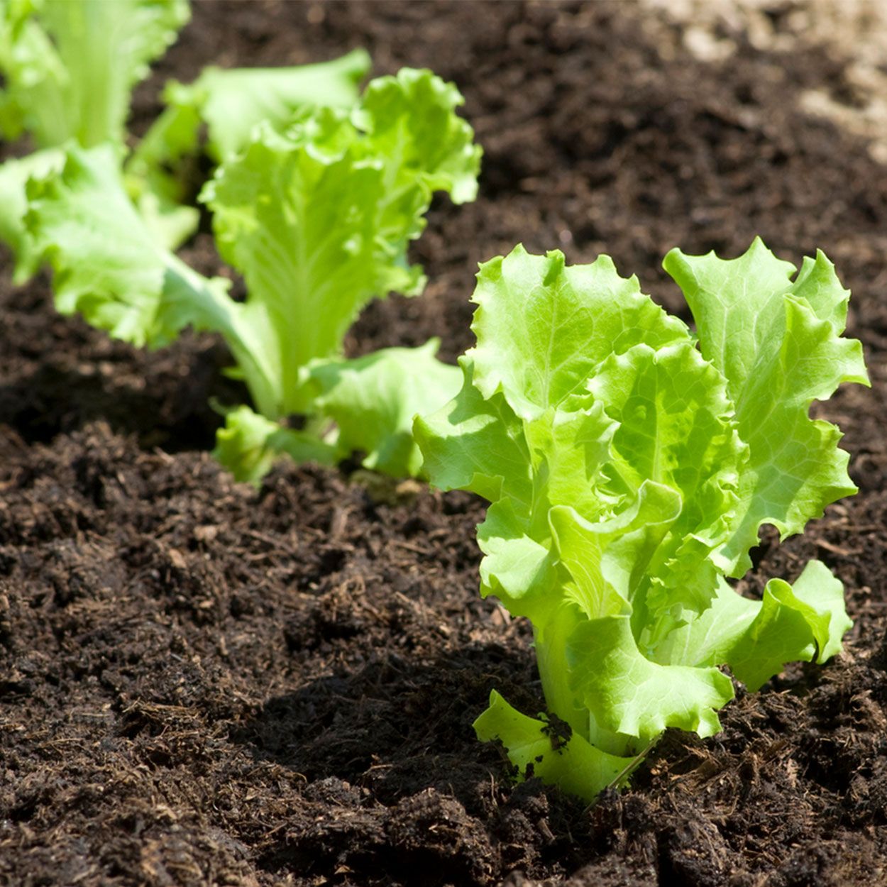 12Pk Lettuce