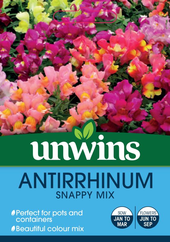 Antirrhinum 'Snappy' Mix