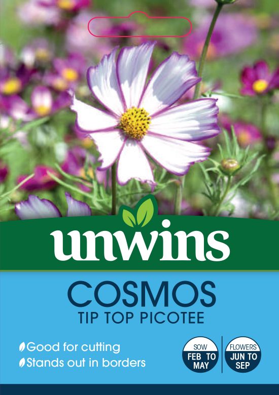 Cosmos 'Tip Top Picotee'
