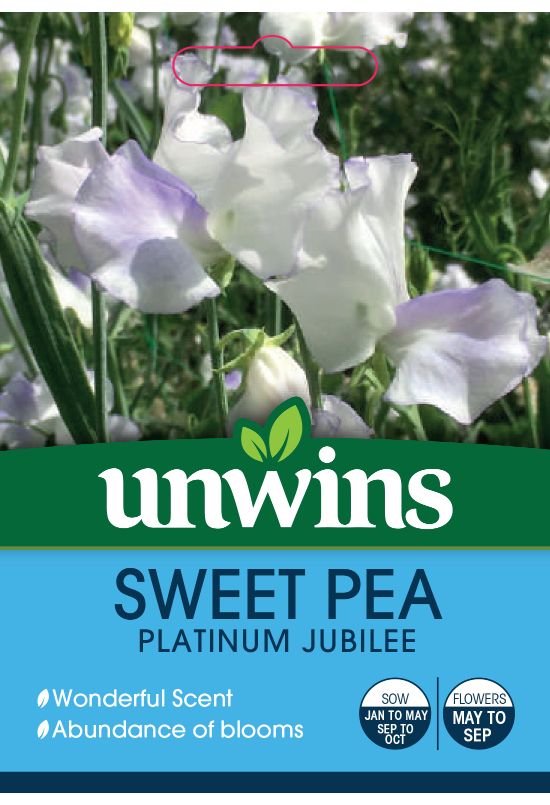 Sweet Pea Platinum Jubilee