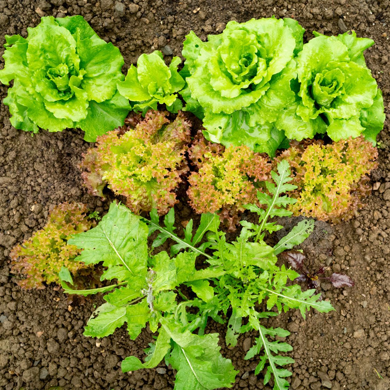 12Pk Lettuce Mixed Salads