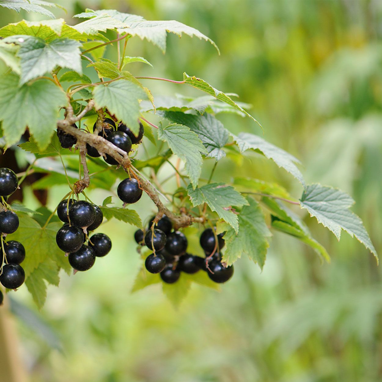 Blackcurrant 2L
