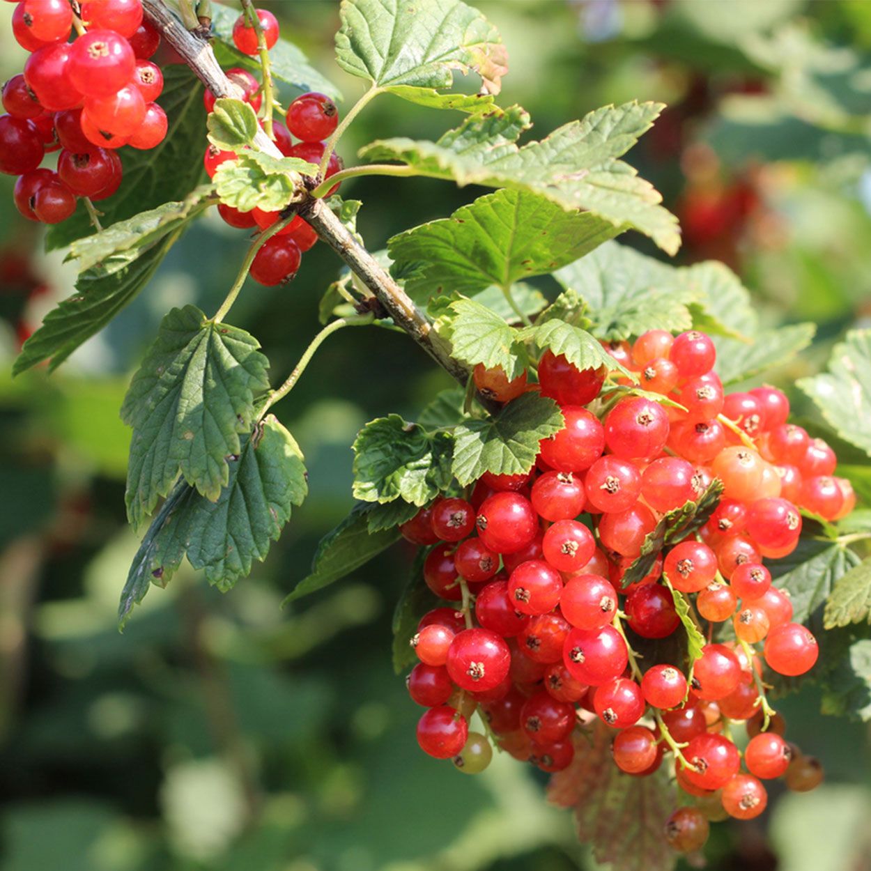 Redcurrant 2L