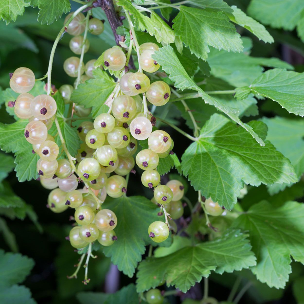 Whitecurrant 2L