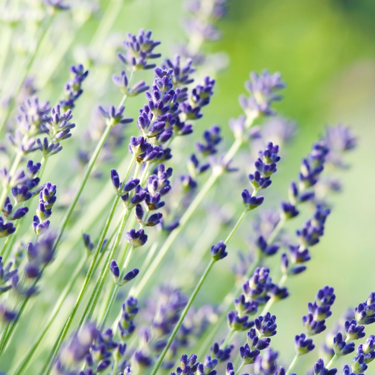 Lavandula Angustifolia Munstead 1L