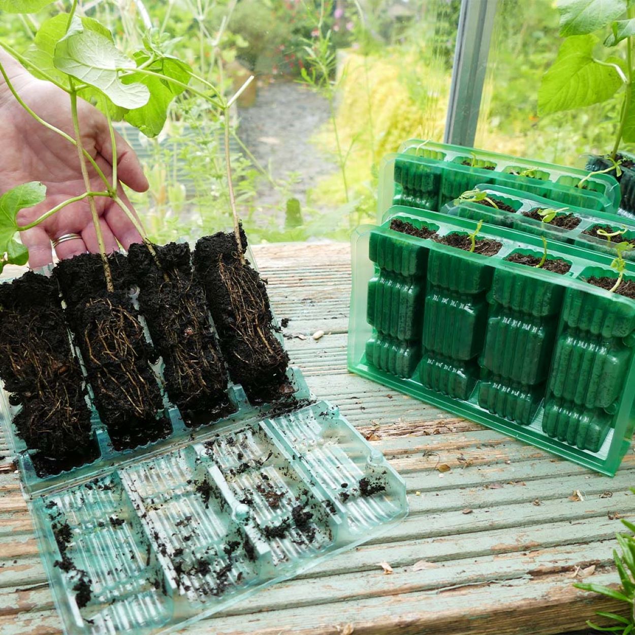 12Pk Gro-Sure Visiroot 4 Cell Deep