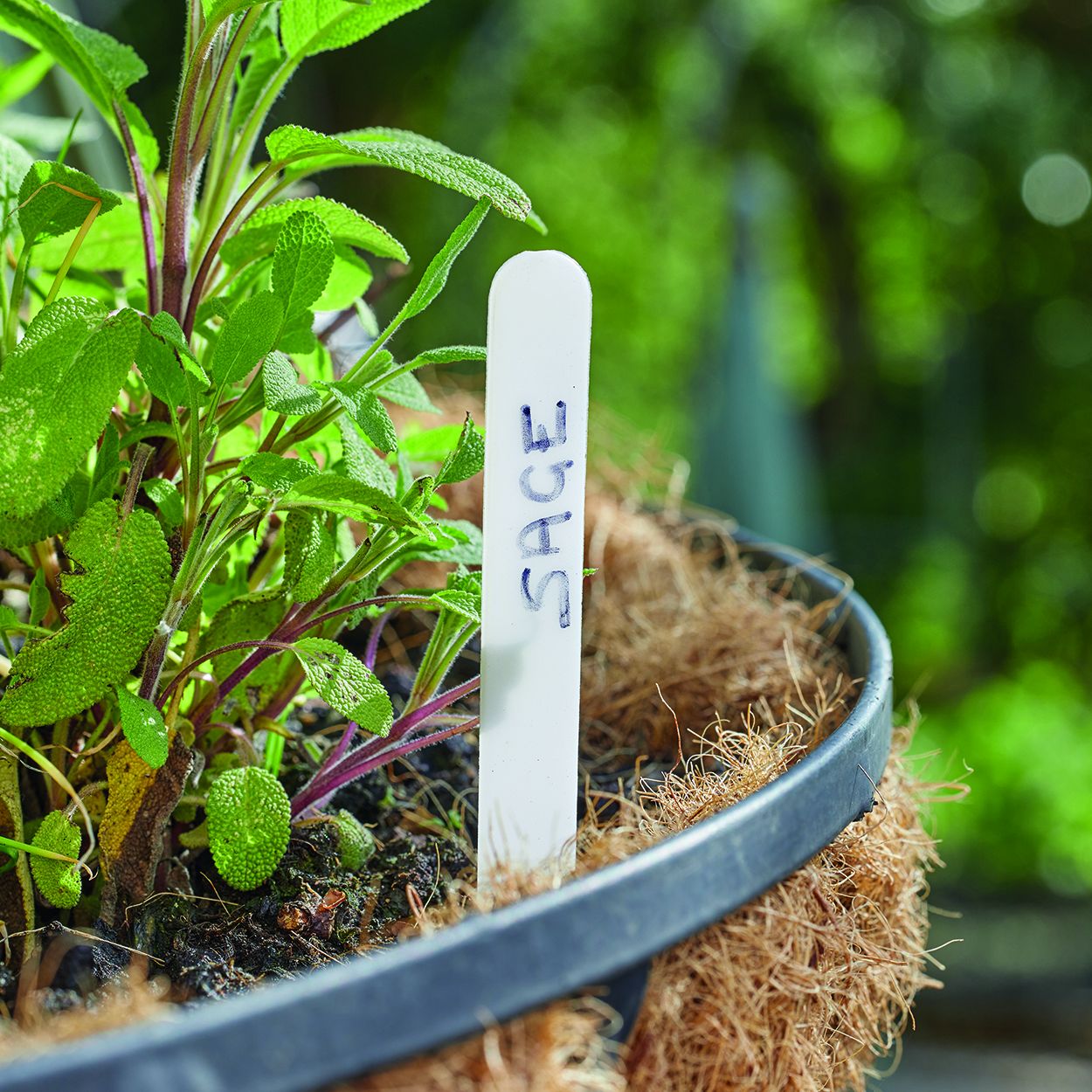 15cm Plant Labels 50pk