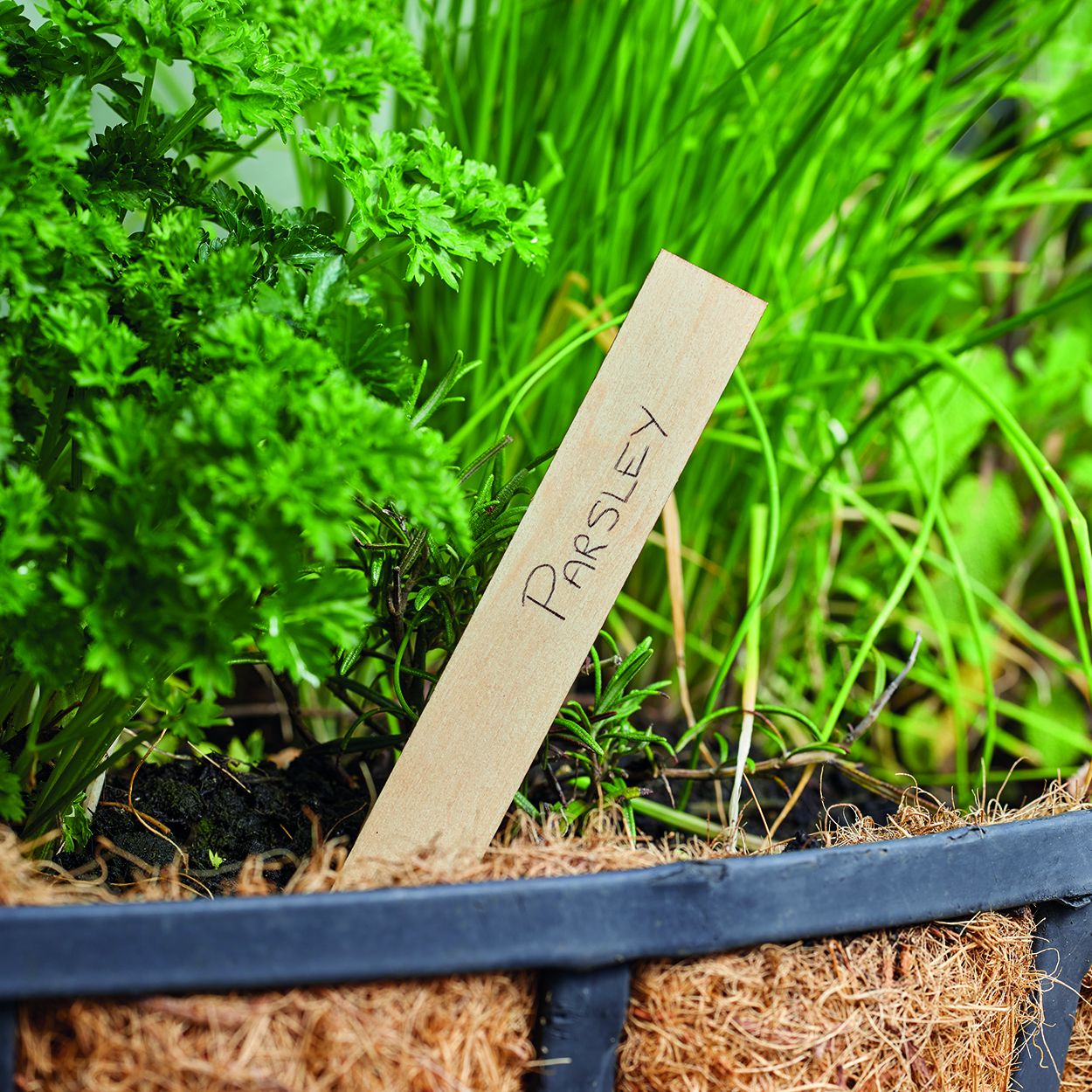 15cm Wooden Plant Labels 20pk