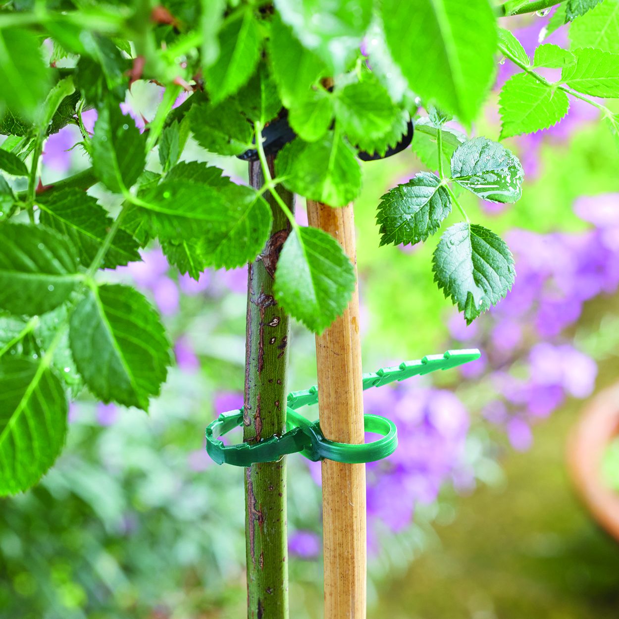 AdjustaTies 50-PK - 18cm