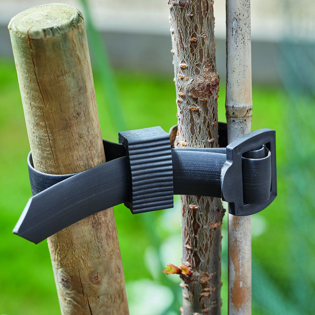 Buckle Tree Ties 2-PK