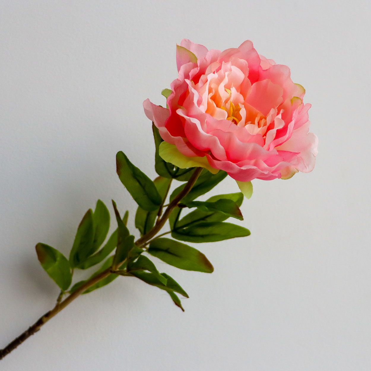 Single Peony Stem Peach 85cm