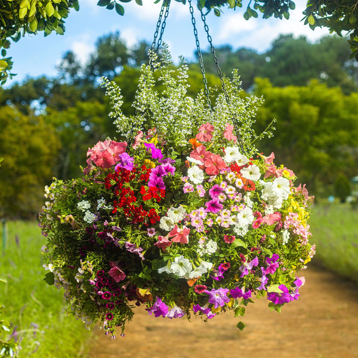 Westland Boost All Purpose Liquid Plant Food