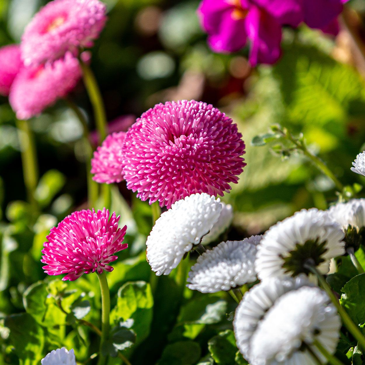 Bellis 6 Pack