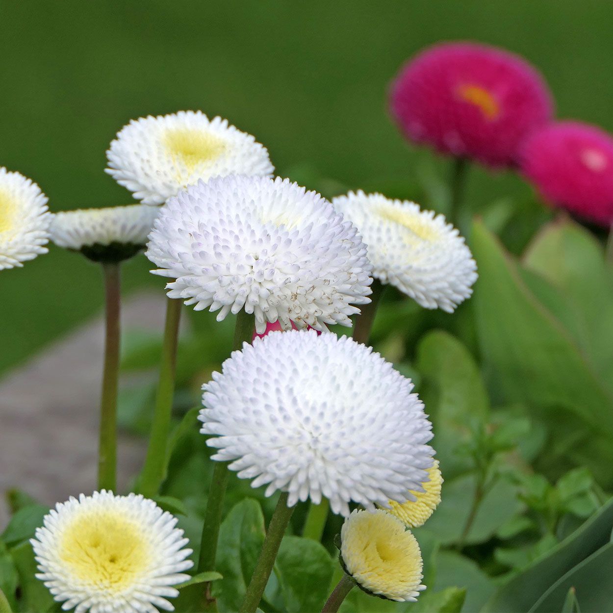 Bellis 13cm