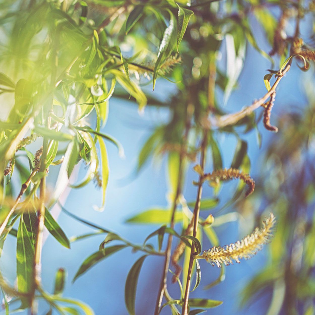 Salix Pendula 10L