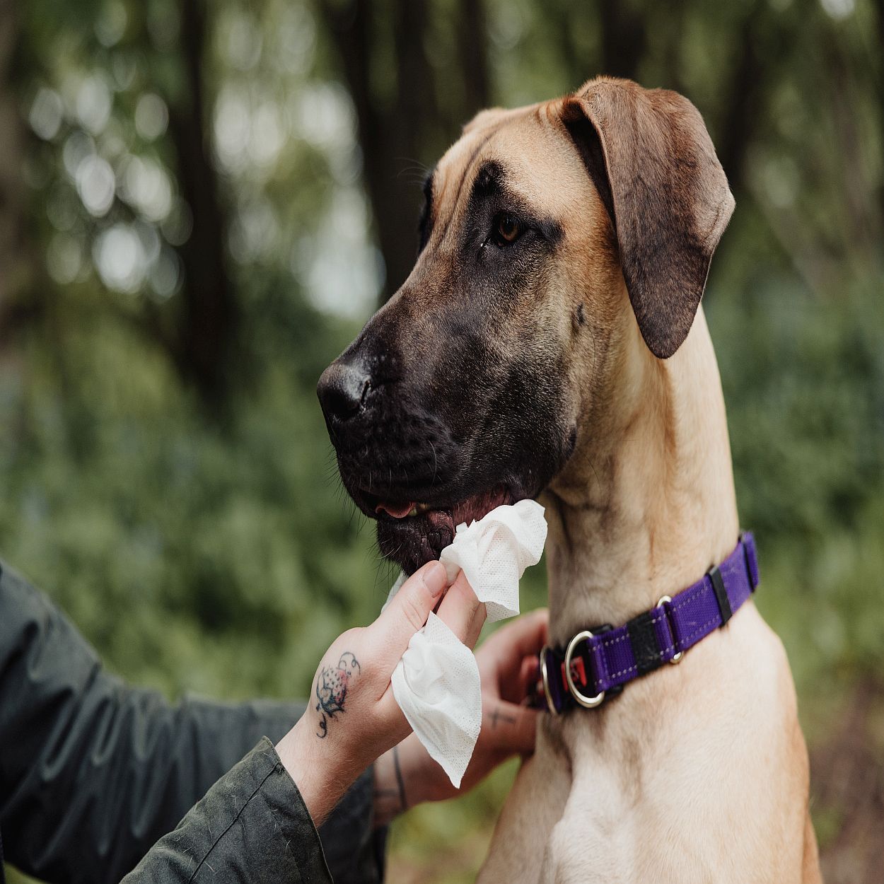 Ultragrime Pet Care Xxl+ Clothwipes 40Pk