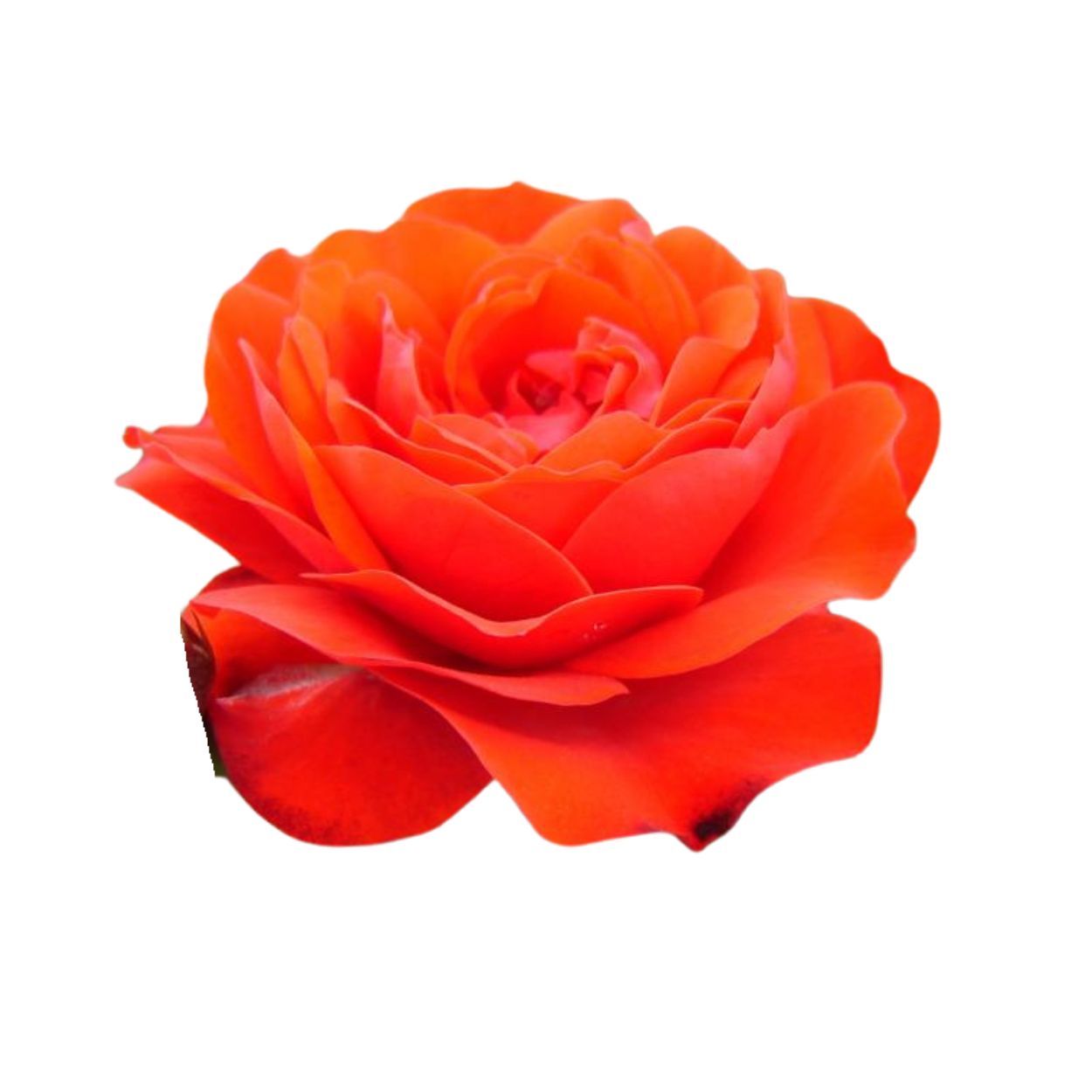 Trumpeter Rose 4.5L