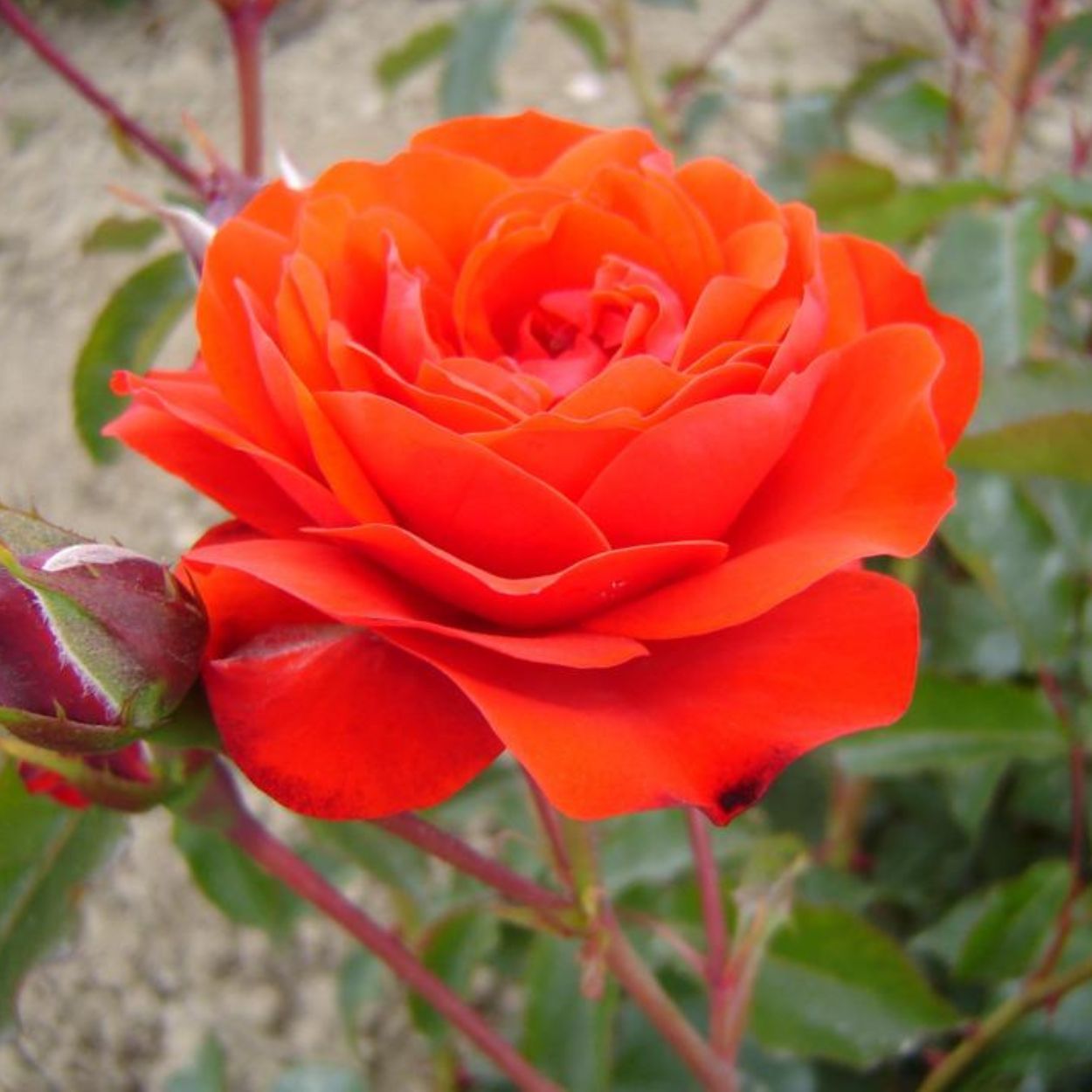 Trumpeter Rose 4.5L
