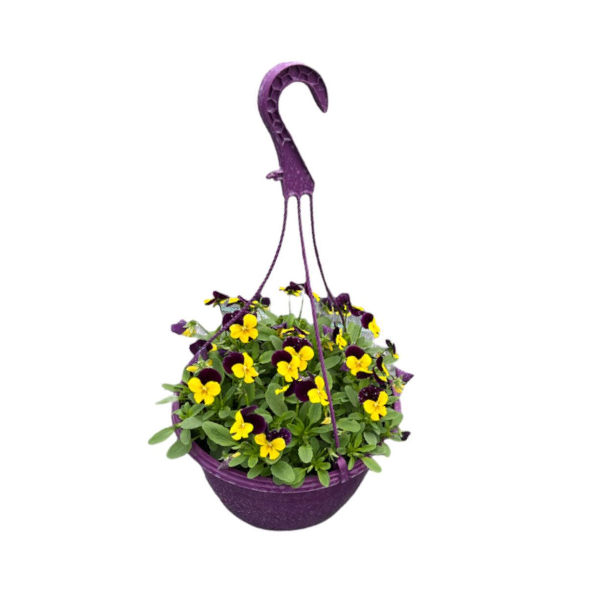 Viola Planter 25cm