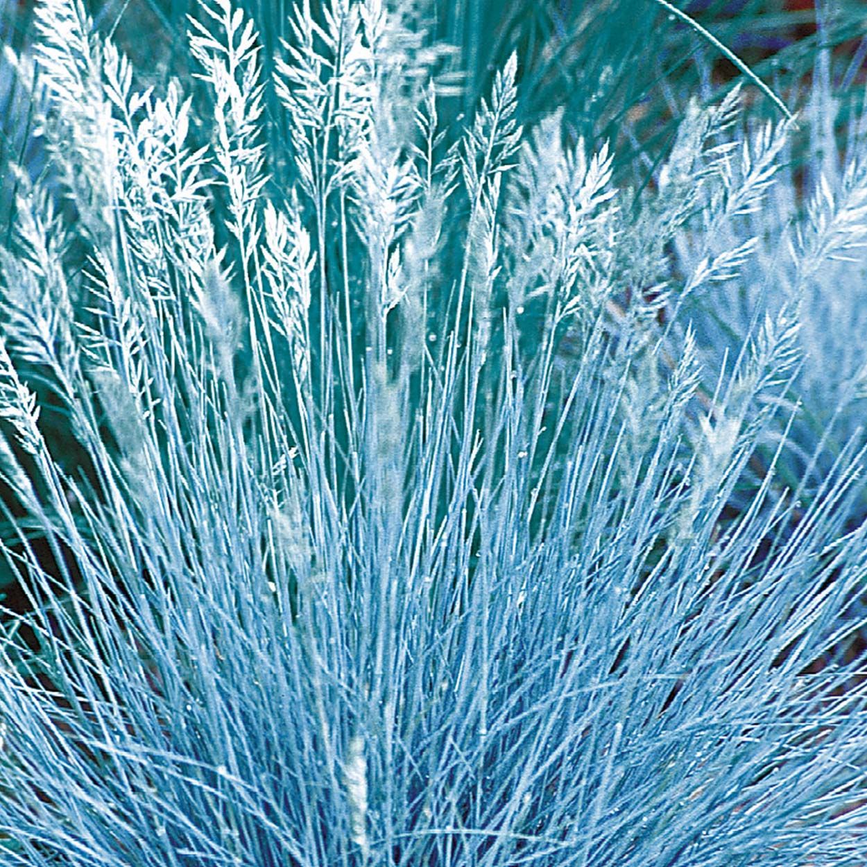 Ornamental Grass Festuca Blue Select
