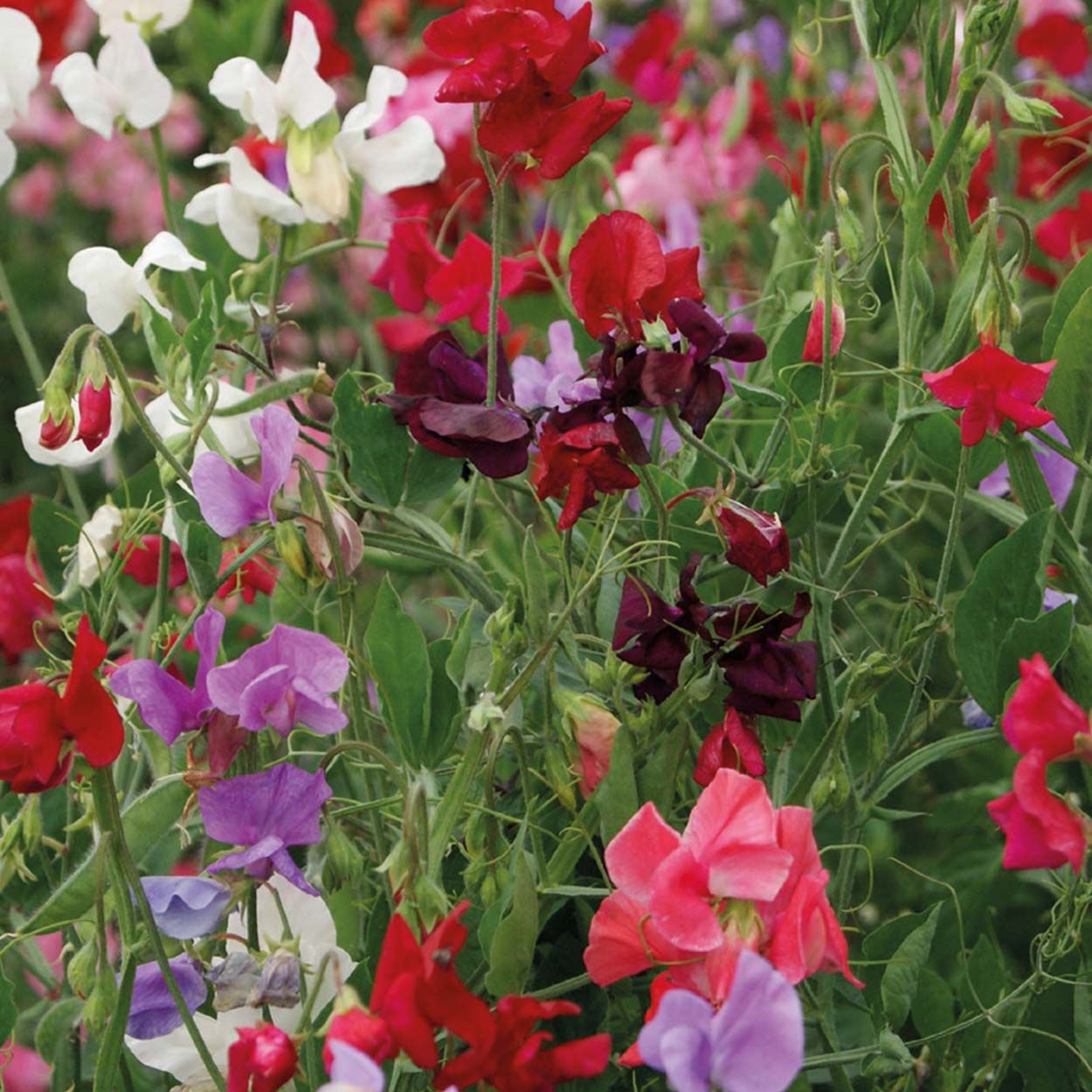 Sweet Pea Unwins 120 Years Mix