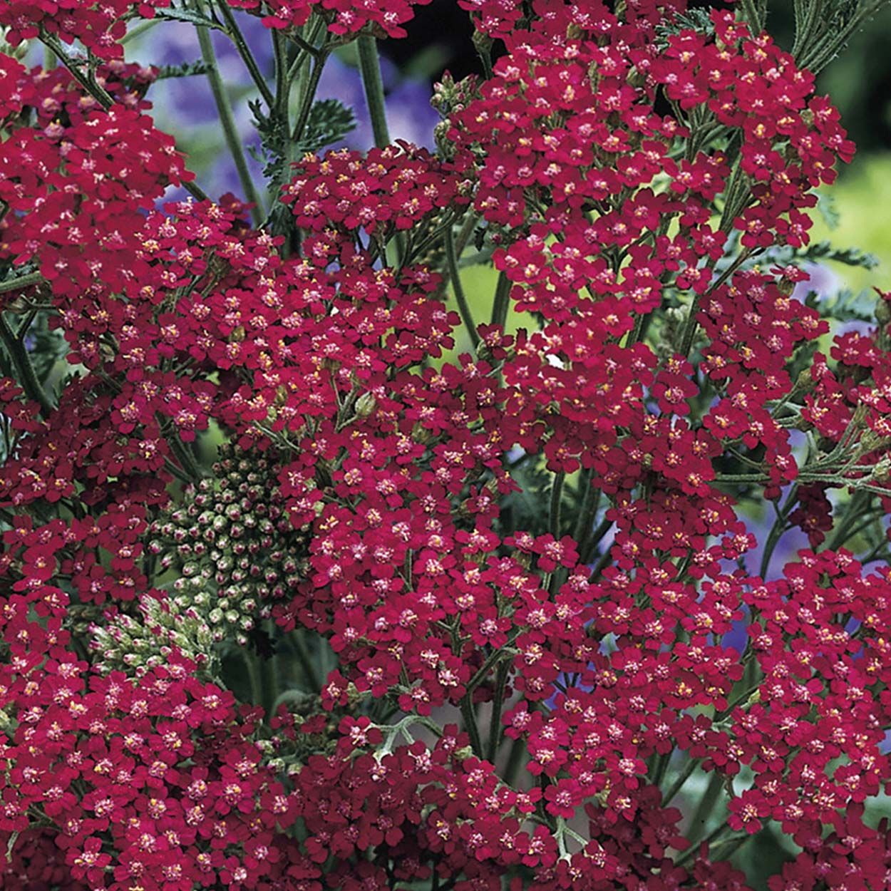 NH Achillea Cassis