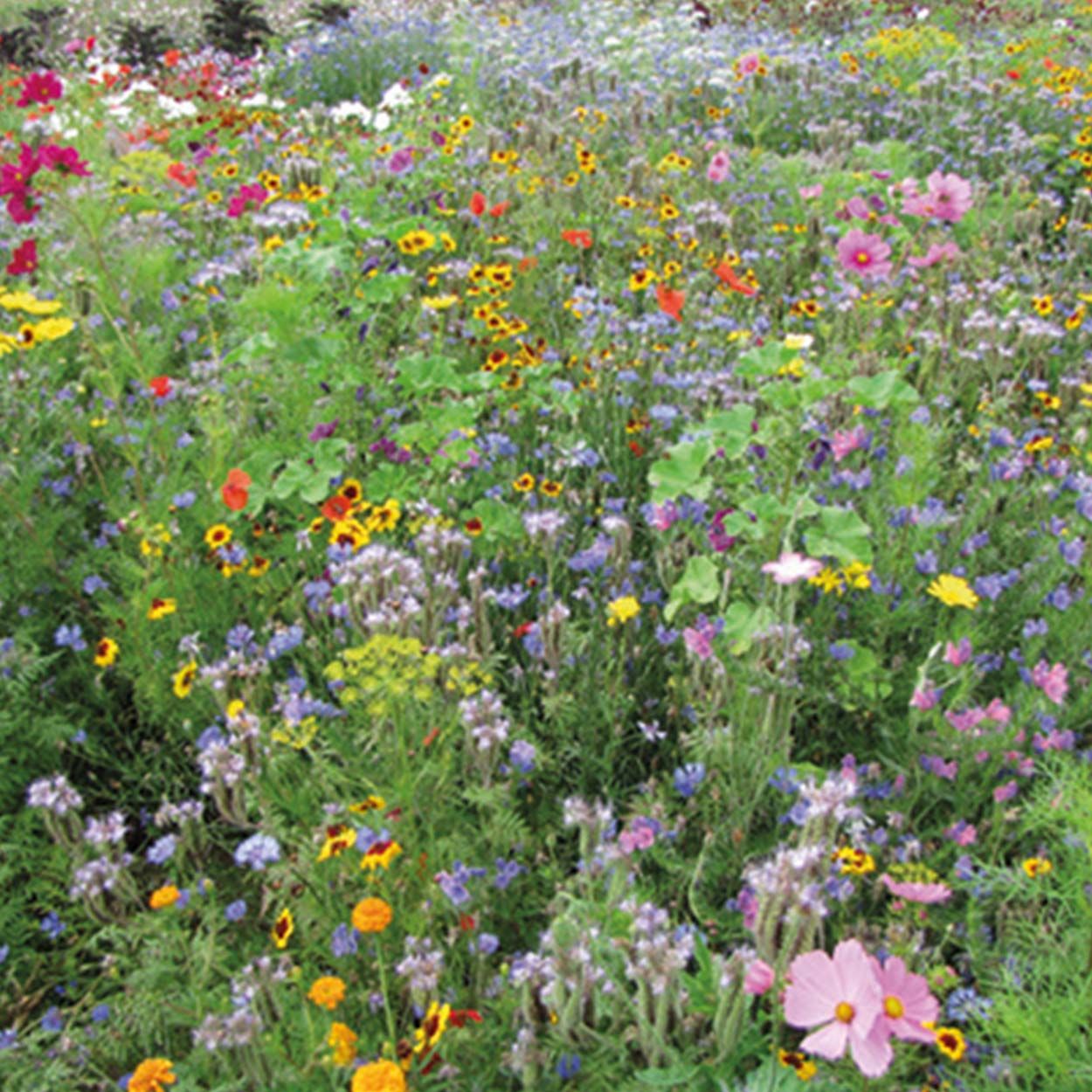 NH Bee Mix