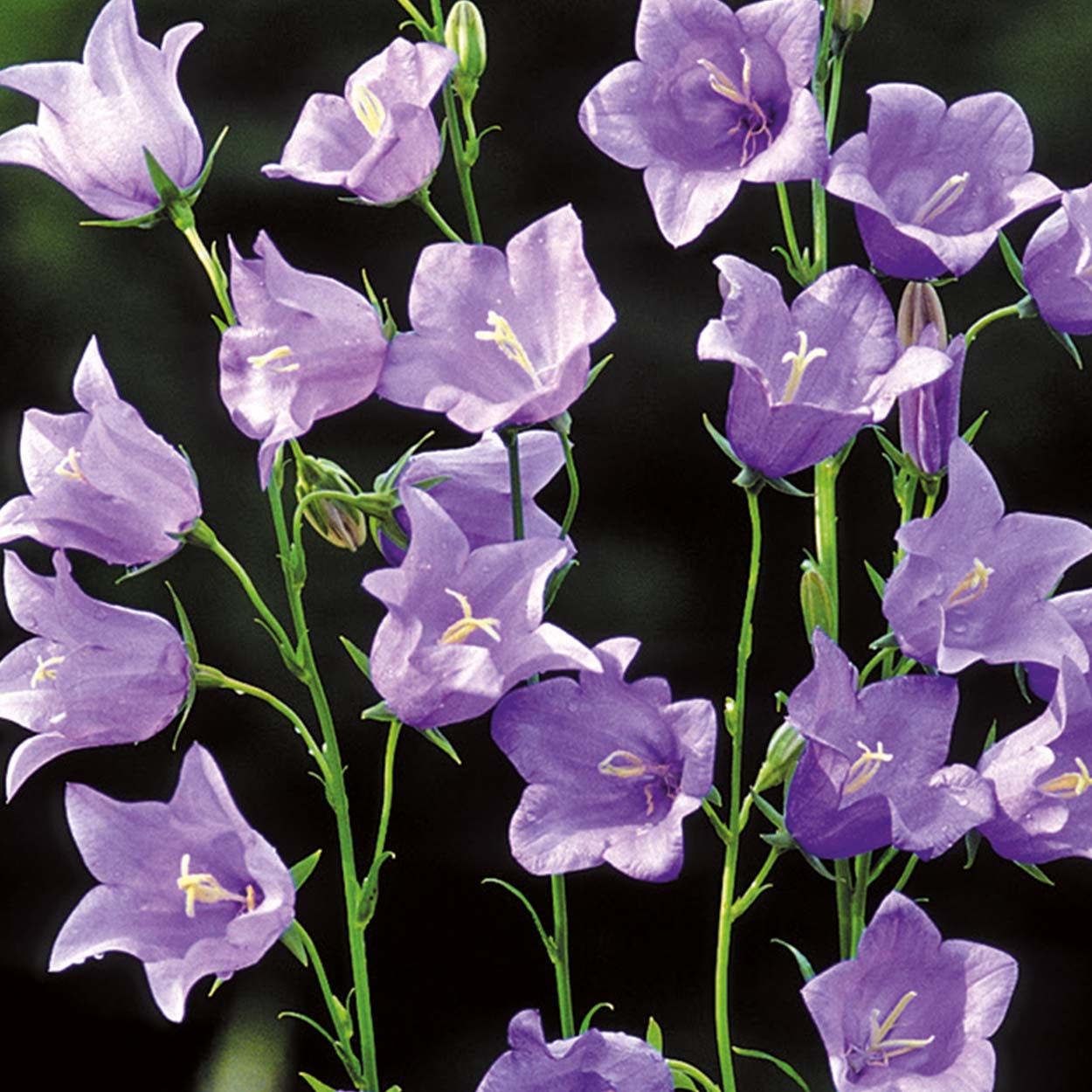 NH Campanula Telham Beauty