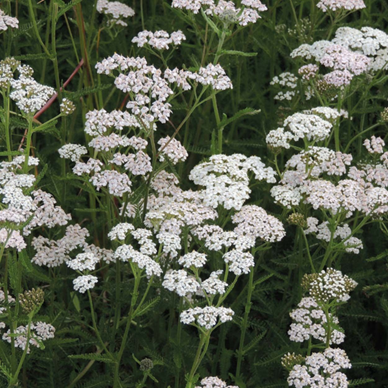 NH Common Yarrow