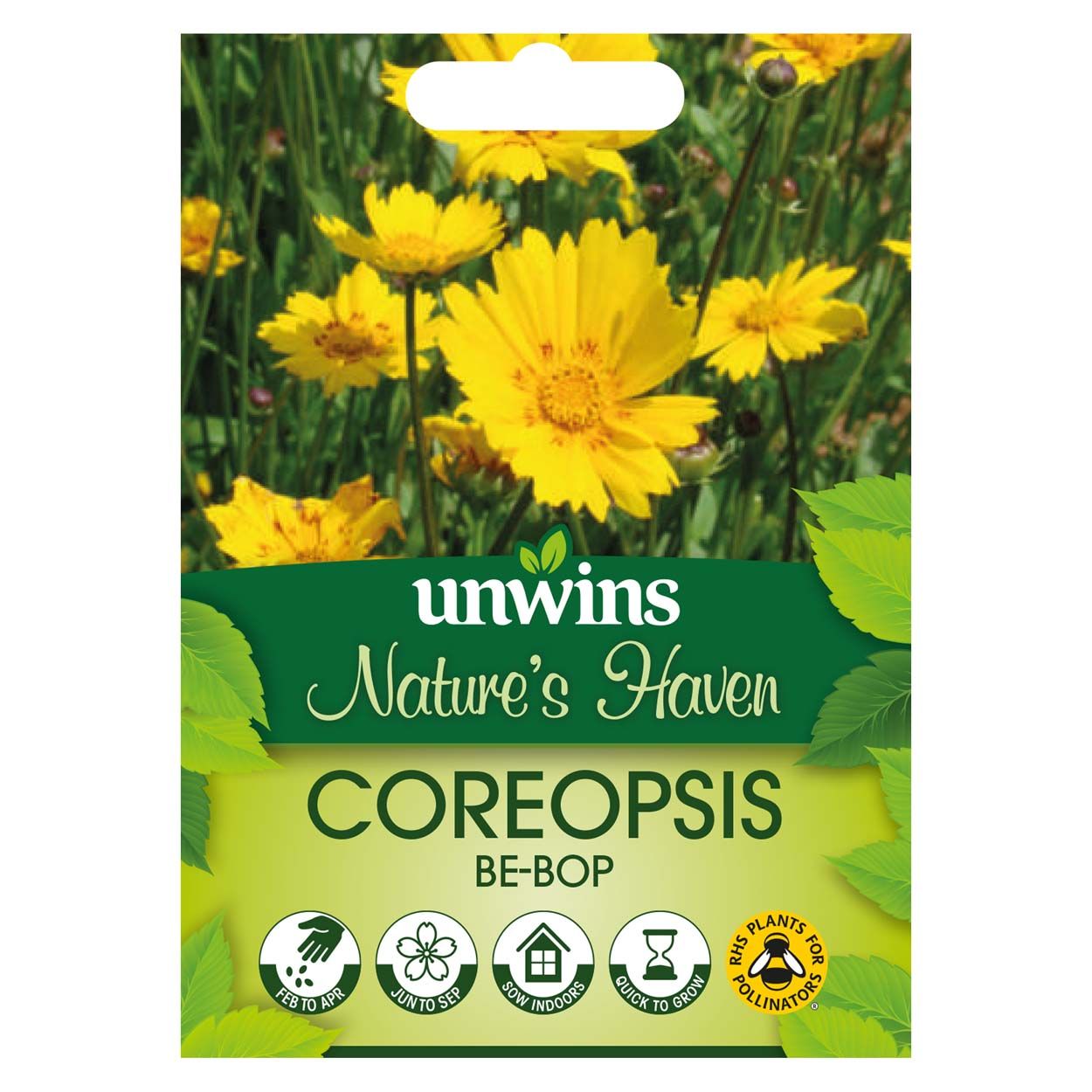 NH Coreopsis Be-Bop