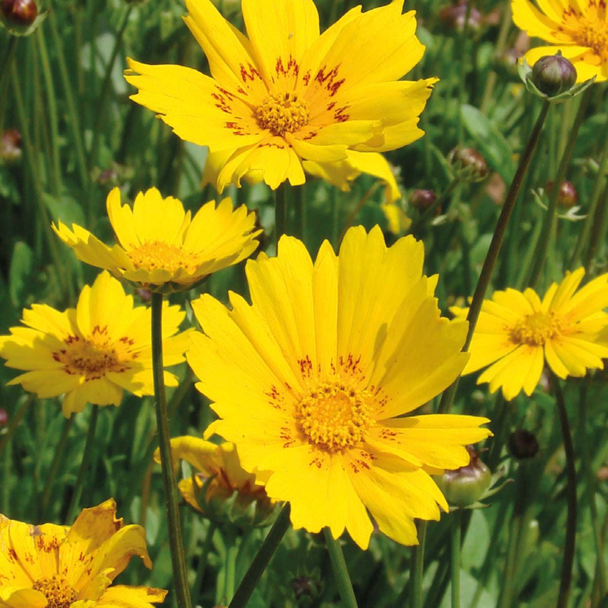 NH Coreopsis Be-Bop