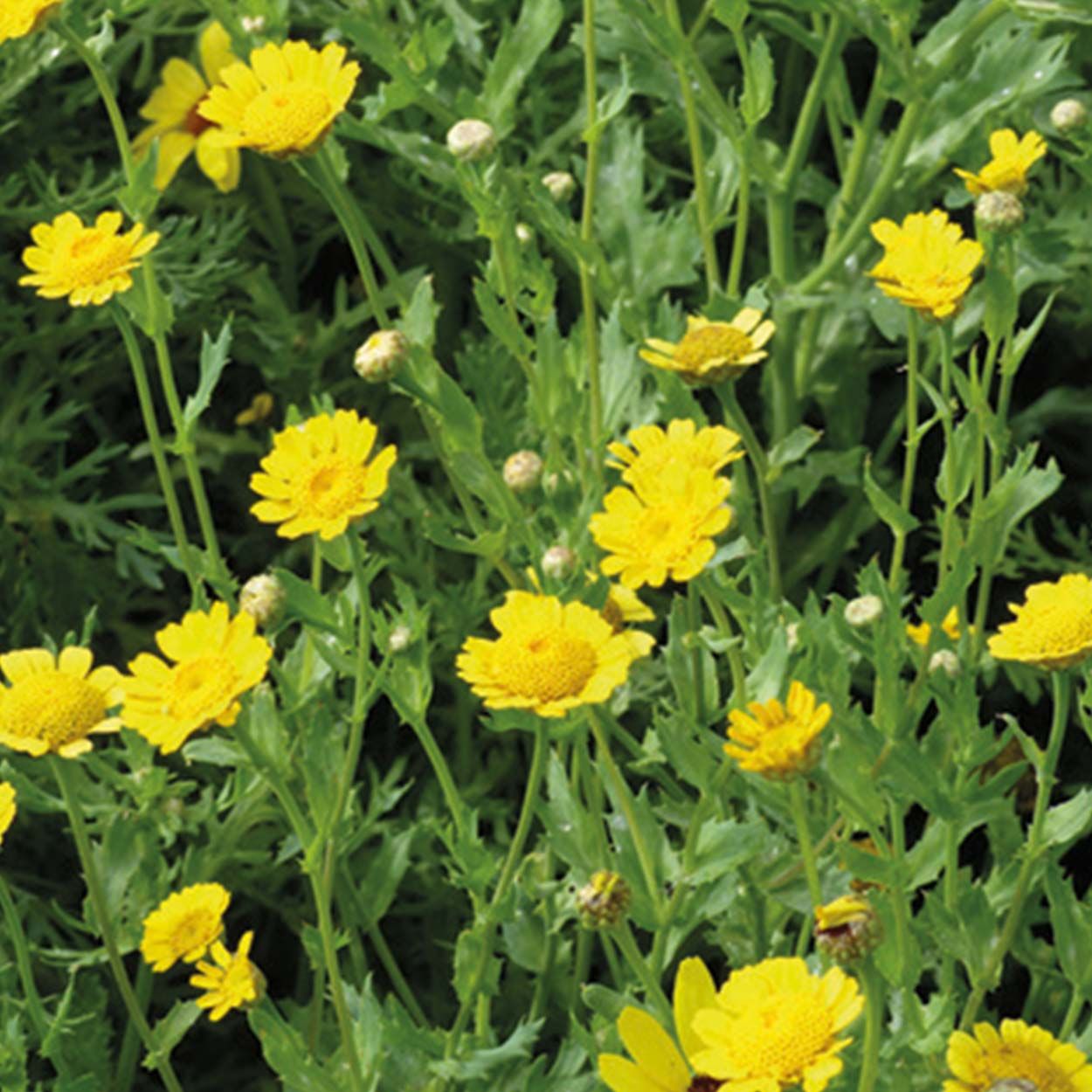 NH Corn Marigold