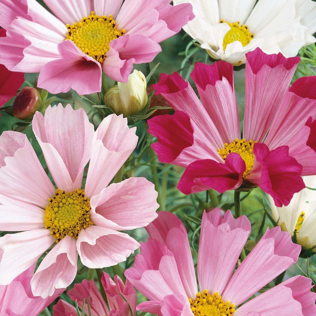 NH Cosmos Sea Shells Rose