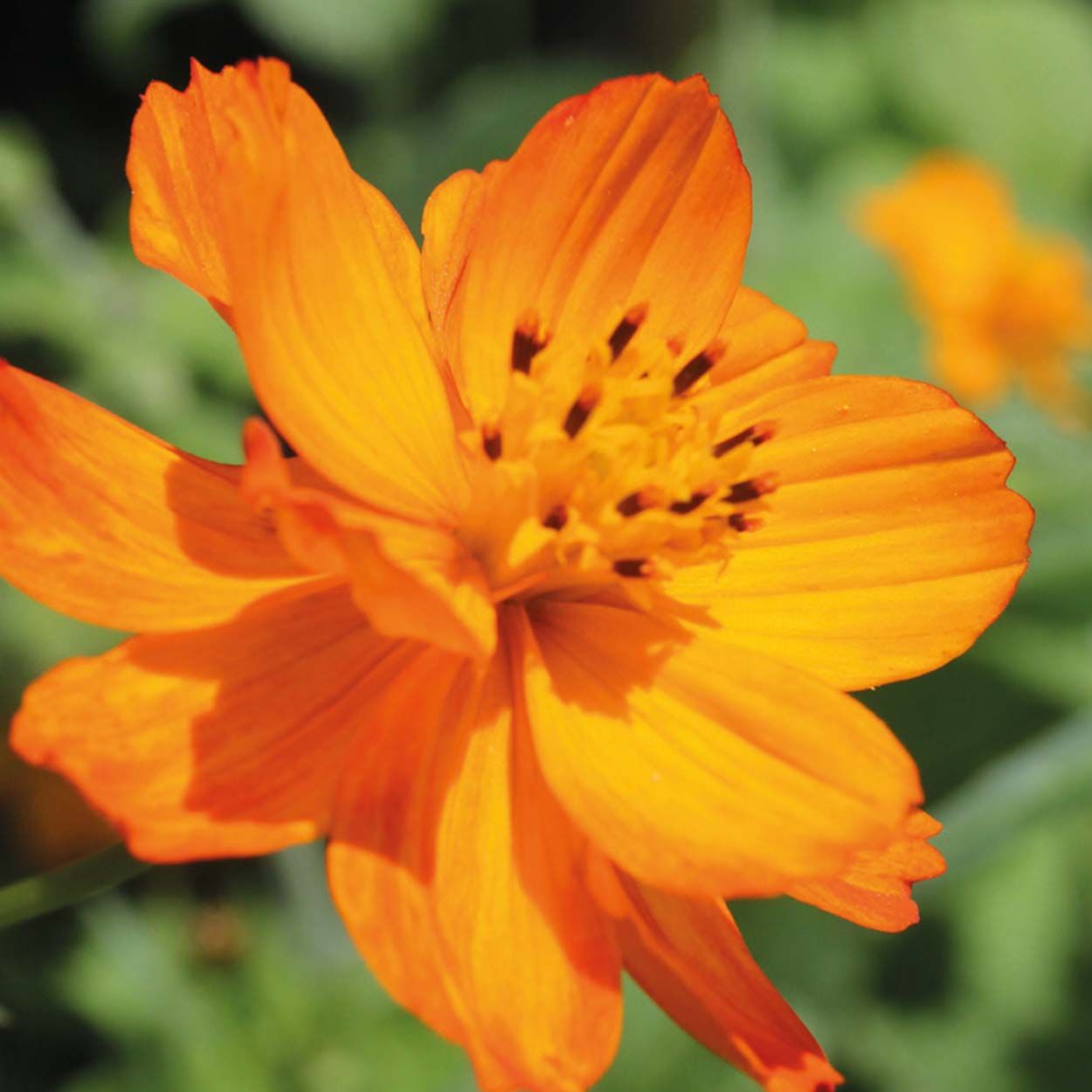 NH Cosmos Tango