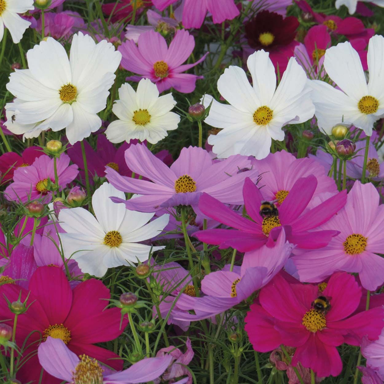 NH Cosmos Vega Mix